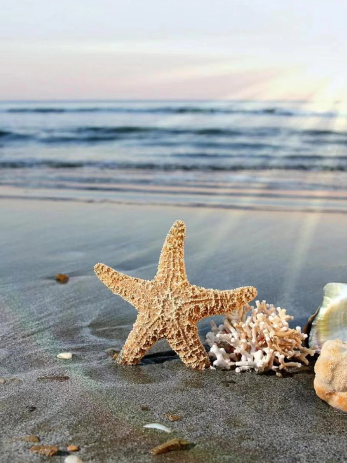 Summer Starfish Stud Earrings